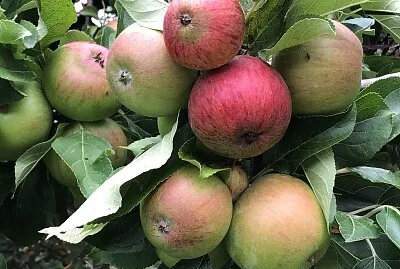 פאזל של Ripening apples in July