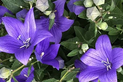 פאזל של Balloon flowers/Chinese bellflowers
