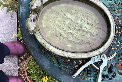 פאזל של Birdbath on garden table