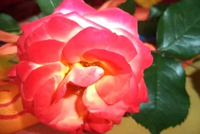 Rose