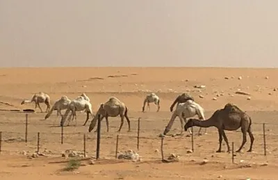 Camellos en Arabia