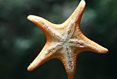 stella