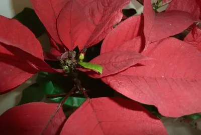 Christmas Flower