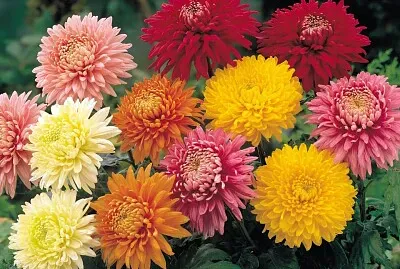 crisantemos jigsaw puzzle