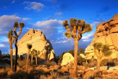 Joshua Tree National Park-Mojave Desert