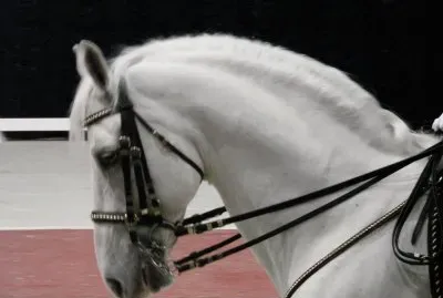 Lipizzaner Stallion