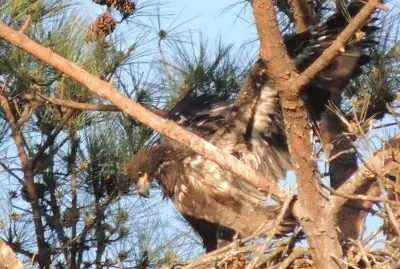 פאזל של Bald Eagle Eaglet