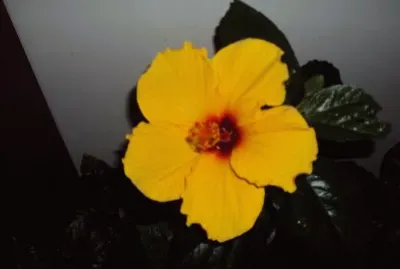flores