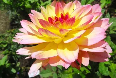 פאזל של Dahlie