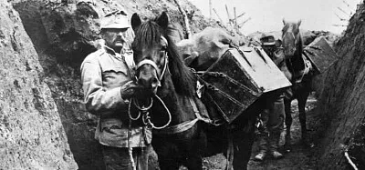 Caballos en la guerra.