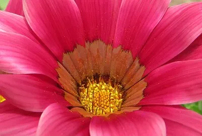 Blüte
