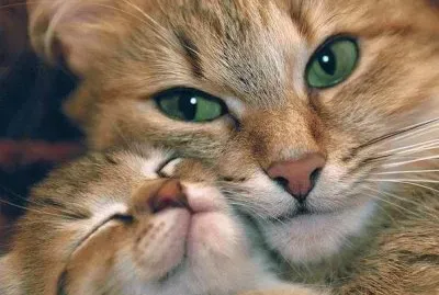 animais