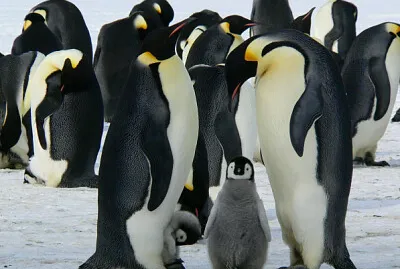 PINGUINS