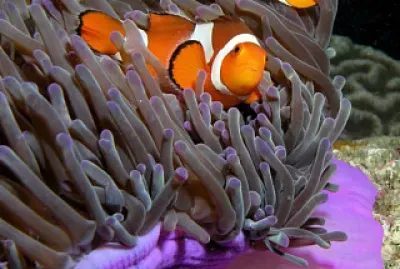 PEIXE PALHAÇO