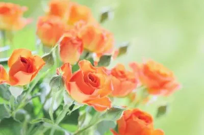 Rosas naranjas jigsaw puzzle