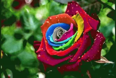 Rosa de colores jigsaw puzzle