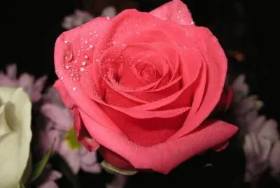 Rosa roja claro jigsaw puzzle