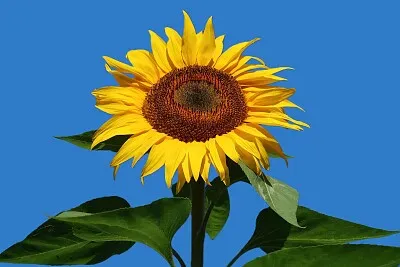 פאזל של Sonnenblume