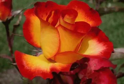 Rosa naranja-roja jigsaw puzzle