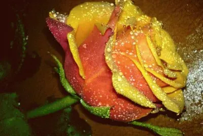 Rosa naranja dorada jigsaw puzzle