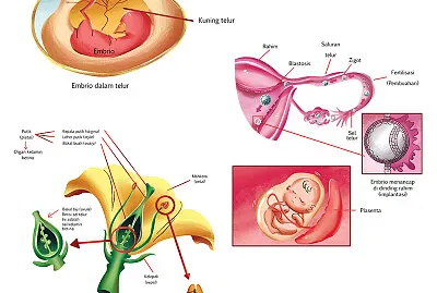 Puzzle Perkembangbiakan Makhluk Hidup