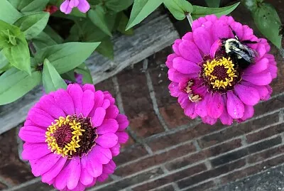 פאזל של Bee on Pink Zinnia flowers