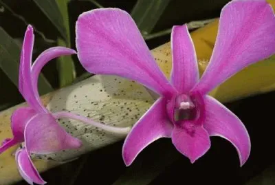 Flores rosas jigsaw puzzle