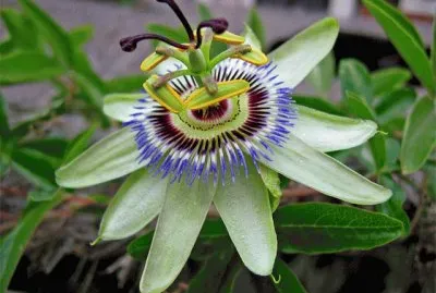 Flores exÃ³ticas 3