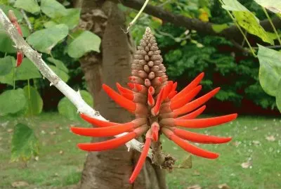 Flores exÃ³ticas 4