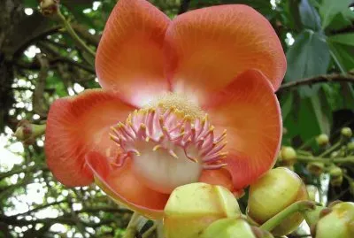 Flores exÃ³ticas 5