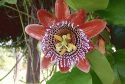 Flores exÃ³ticas 6