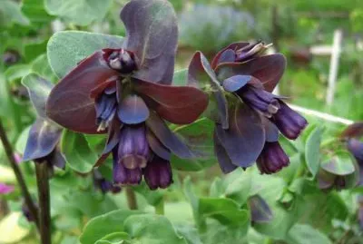 Flores exÃ³ticas 7