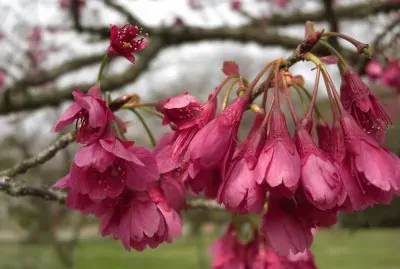 Flores exÃ³ticas 9