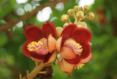 Flores exÃ³ticas 10