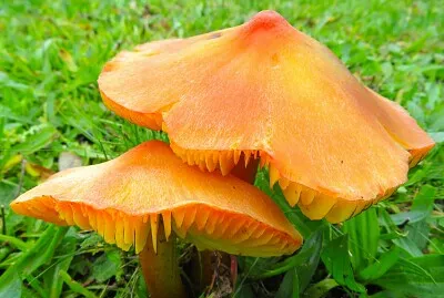 Pilze jigsaw puzzle