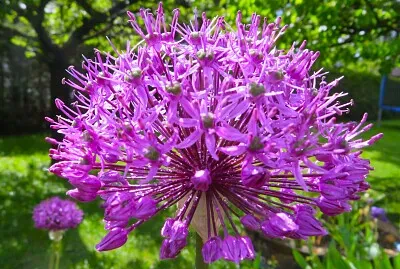 Zierlauch jigsaw puzzle