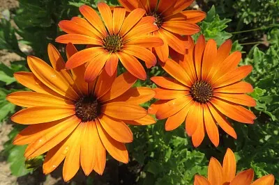 פאזל של Blüten