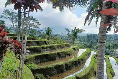 Rizières Bali Nord