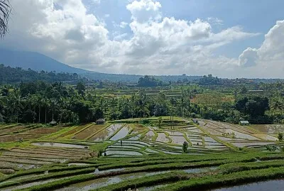 Rizières Bali Nord