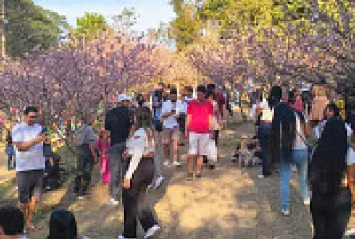 פאזל של Florada das cerejeiras
