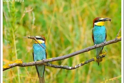 De jolis oiseaux