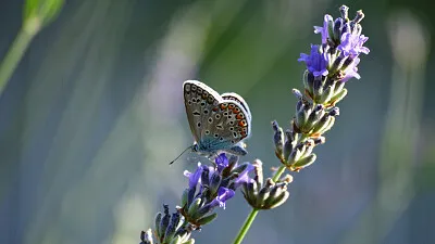 butterfly