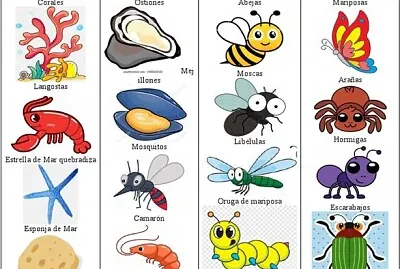 פאזל של ANIMALES INVERTEBRADOS DEL ECUADOR