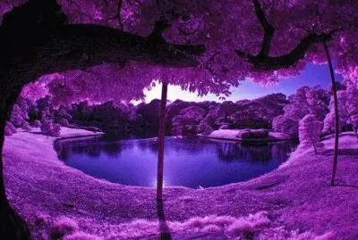 Zen Pond-Japan