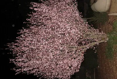 עץ בבר יוחאי