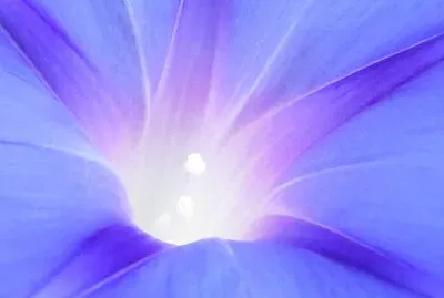 Blüte Zaunwinde