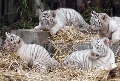 Tigre Branco da neve