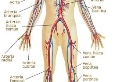 Sistema circulatório