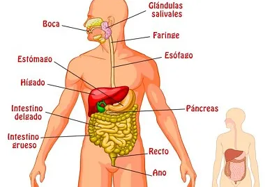 SISTEMA DIGESTIVO