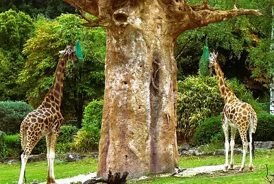 Giraffen
